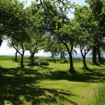 apple-trees-371535_1280